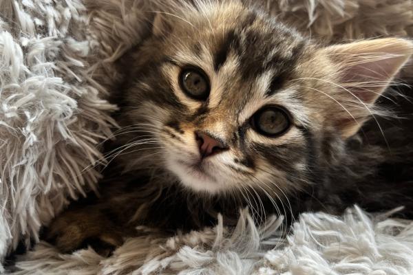 ASLAN